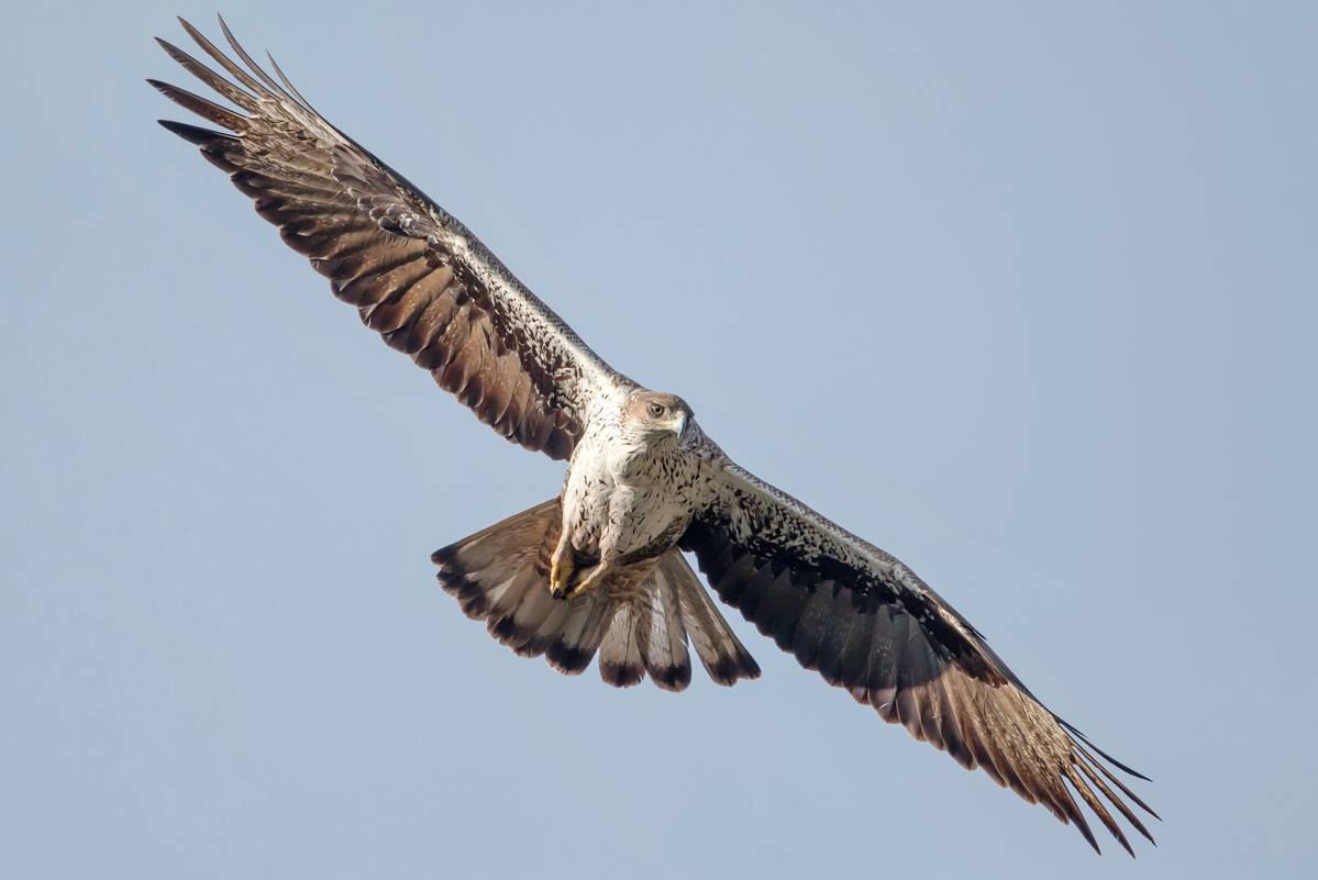 Dicten mesures compensatòries per l'afectació a l'àliga cuabarrada de la central fotovoltaica de la Pobla de Massaluca