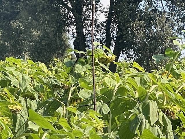 Els Mossos denuncien penalment un home per capturar ocells amb xarxa japonesa al Berguedà