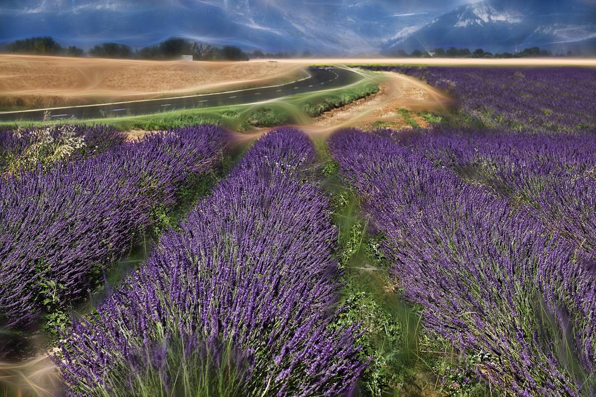 Els camps de lavanda viatgen de la Provença a Terrassa