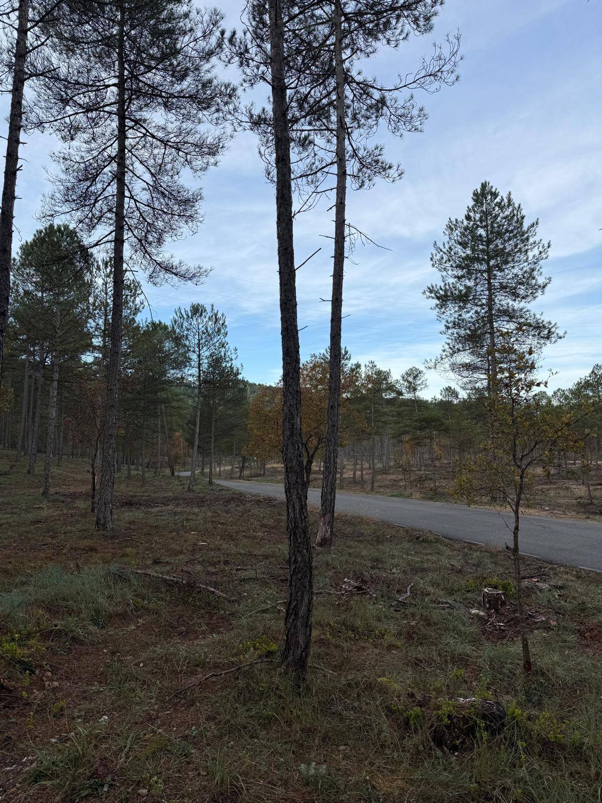 Treballs d’aclarida a la Ribera Salada en una superfície de 50 hectàrees per a la mitigació i adaptació al canvi climàtic