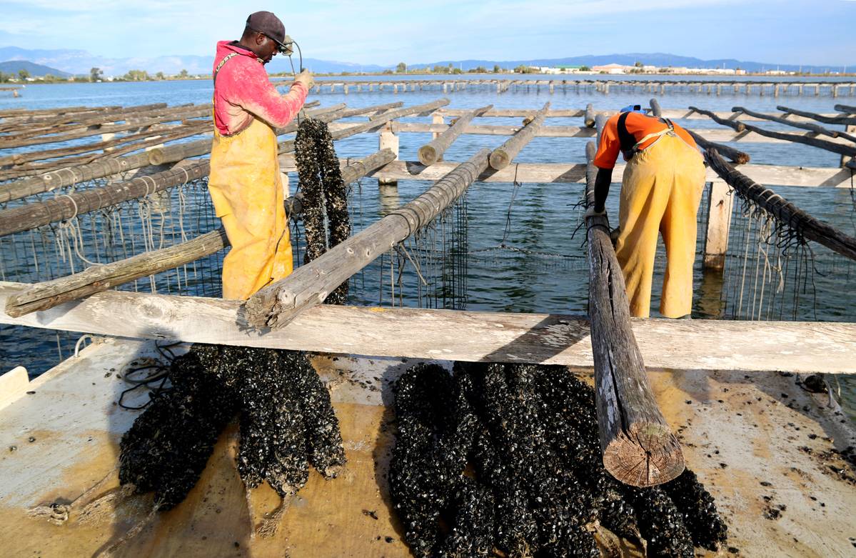 Els musclaires del Delta sembren un milió i mig de quilos de cria comprada de nou per la mortalitat de l'estiu