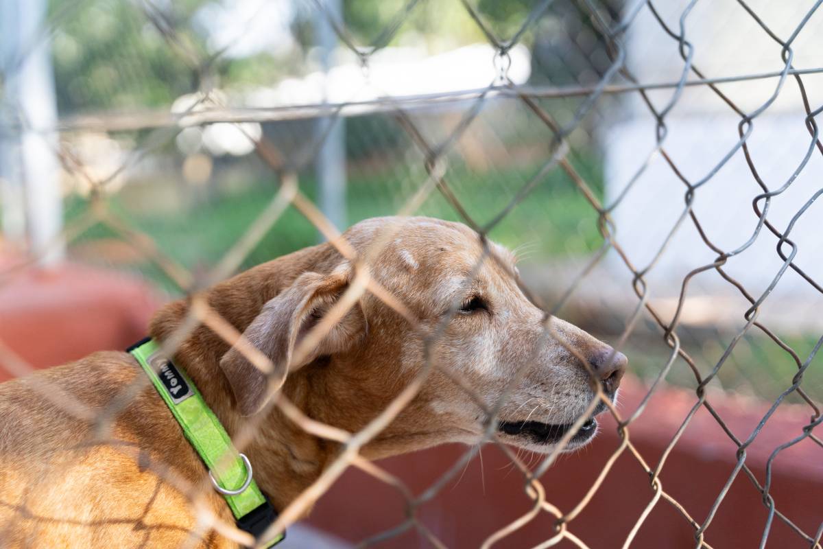 Més animals a la protectora esperen una família: creixen un 4% les entrades de gossos i un 6% de gats