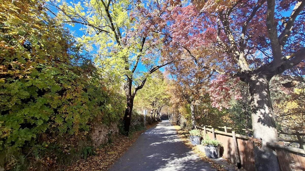 L'esplendor dels colors de la tardor s'endarrereix al Berguedà