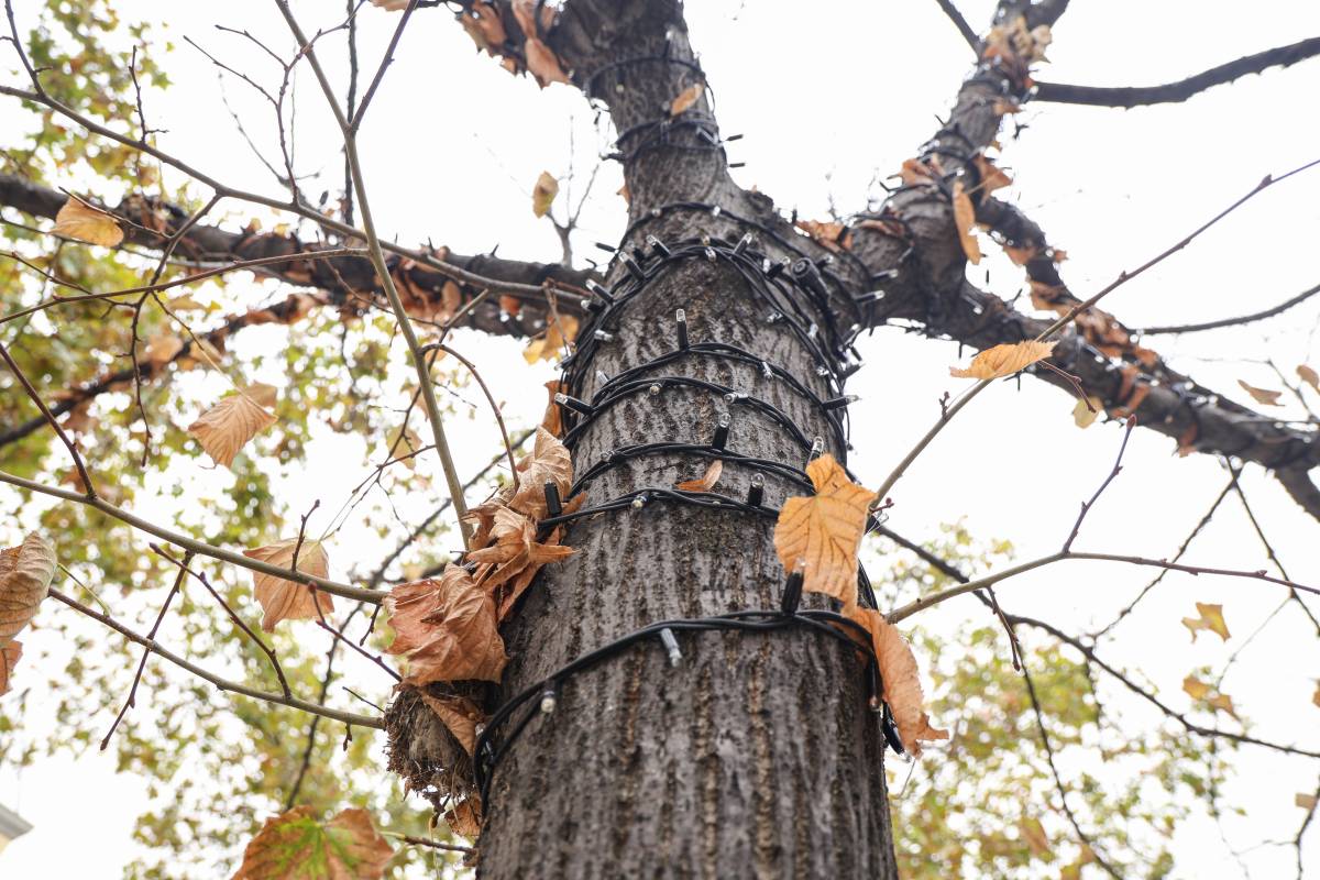 Veïns de la Creu Alta es desmarquen del Nadal al barri: “L’arbre és tenebrós”