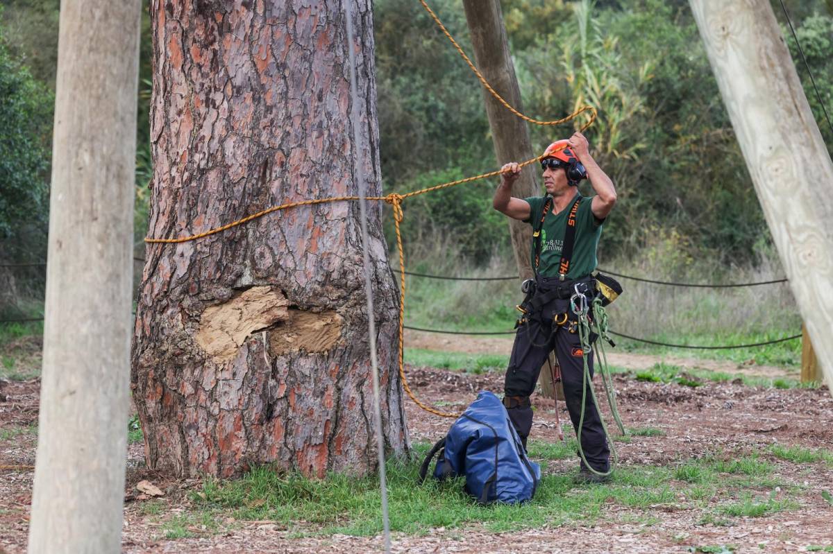 Instal·len un sistema de sustentació dinàmica per reduir el risc de fractura al Pi d’en Xandri
