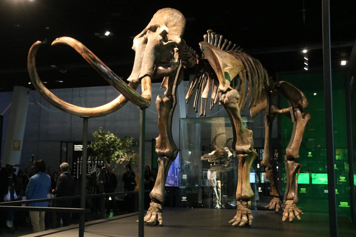 Arriba el mamut llanut al CosmoCaixa