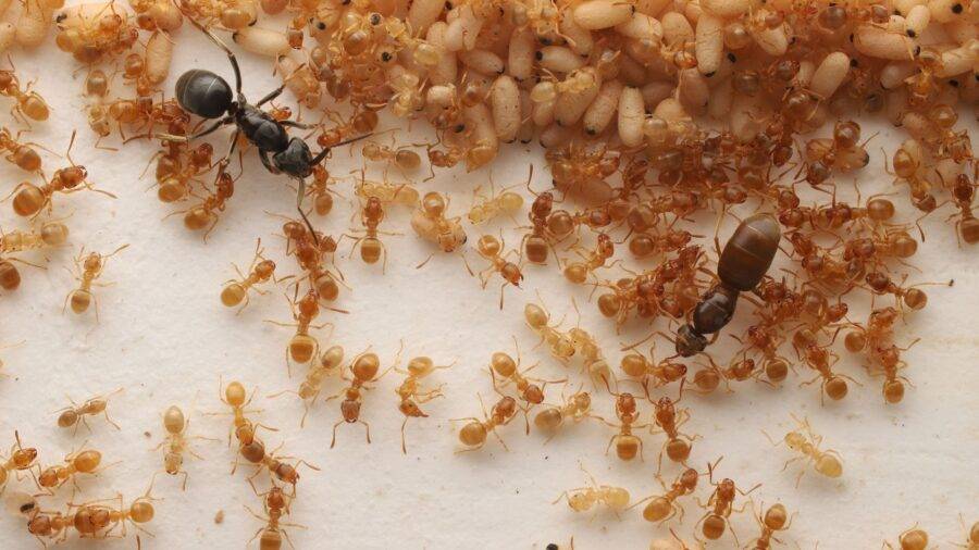 Descobreixen una formiga paràsita que manipula les obreres perquè matin la seva reina i treballin per ella
