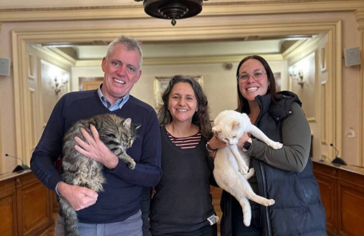 Amposta preveu esterilitzar un centenar de gats per garantir el benestar i la convivència veïnal