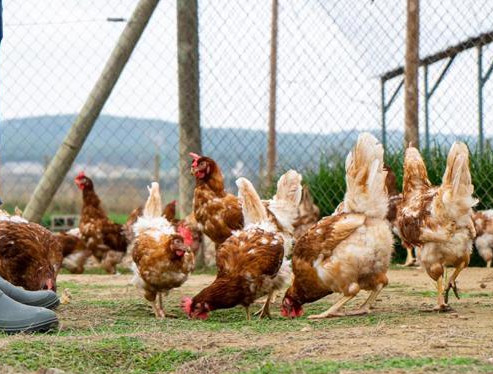 Confinament d'aus per prevenir la grip aviària - 