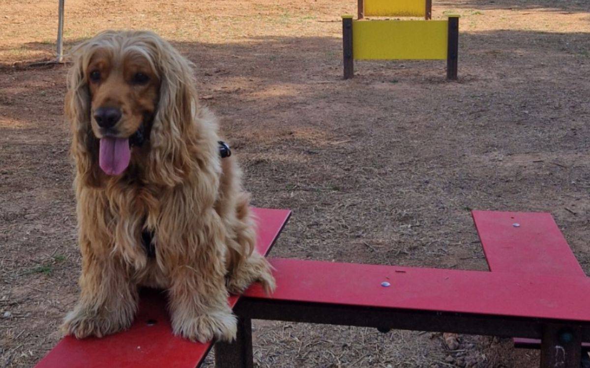 Alcover estrena un nou espai d’esbarjo per a animals domèstics amb més de 2.500 metres quadrats