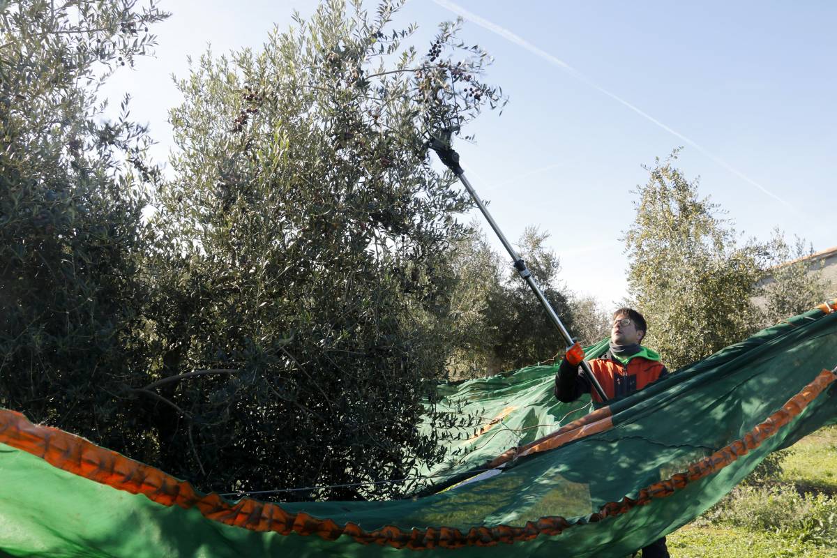 Les Garrigues preveu una campanya millor que la dels tres darrers anys «desastrosos»
