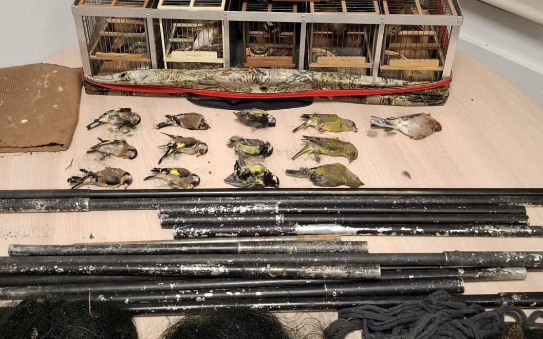 Comissen 35 ocells protegits en una actuació contra el furtivisme al Lluçanès