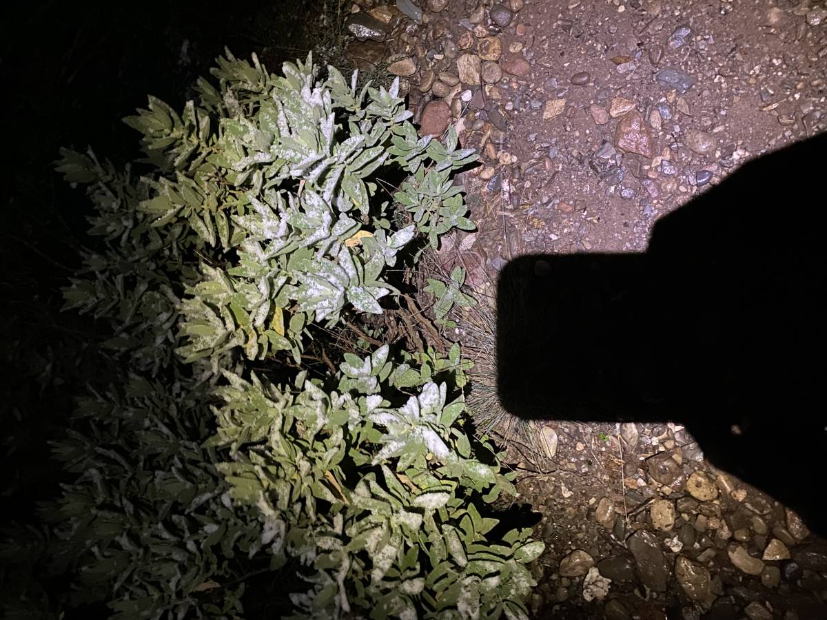 Petita emblanquinada a la Mola - 