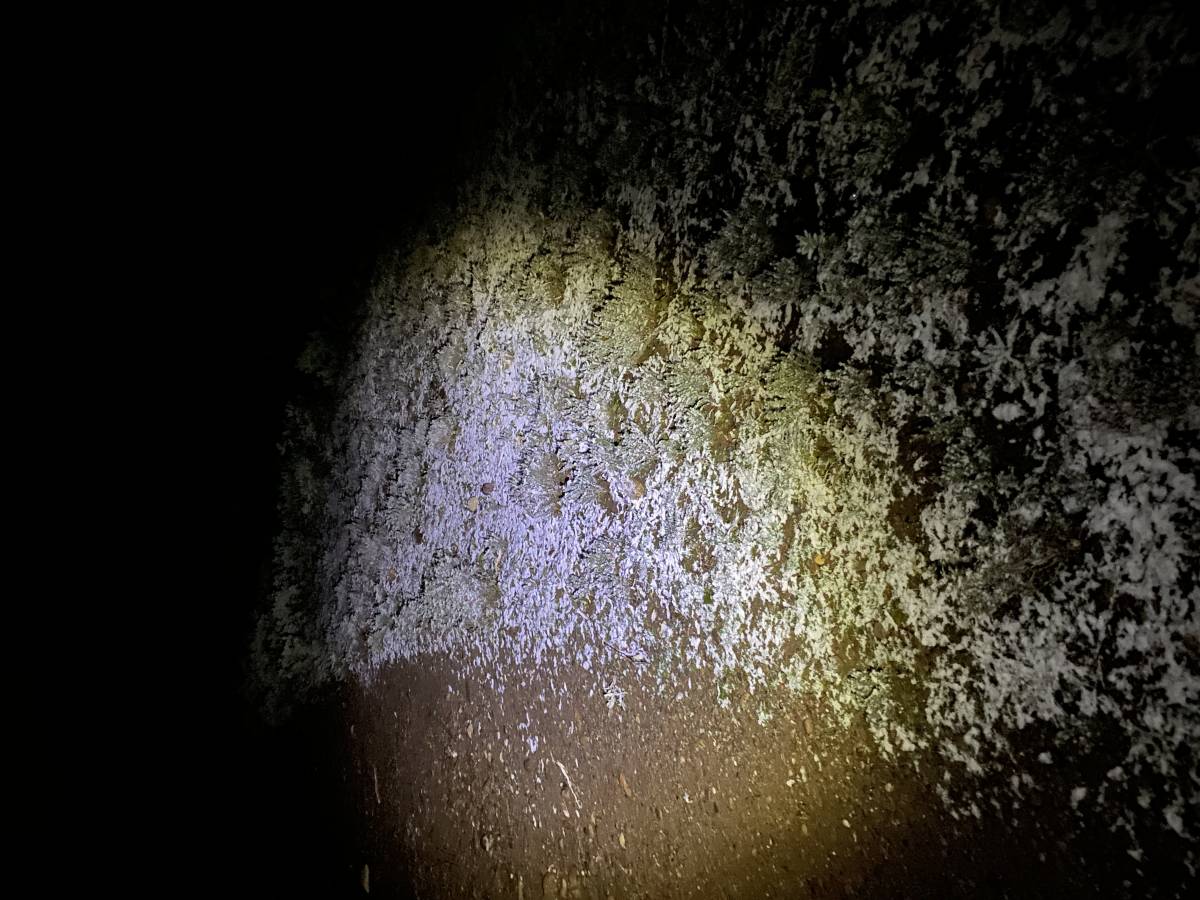 Petita emblanquinada a la Mola - 