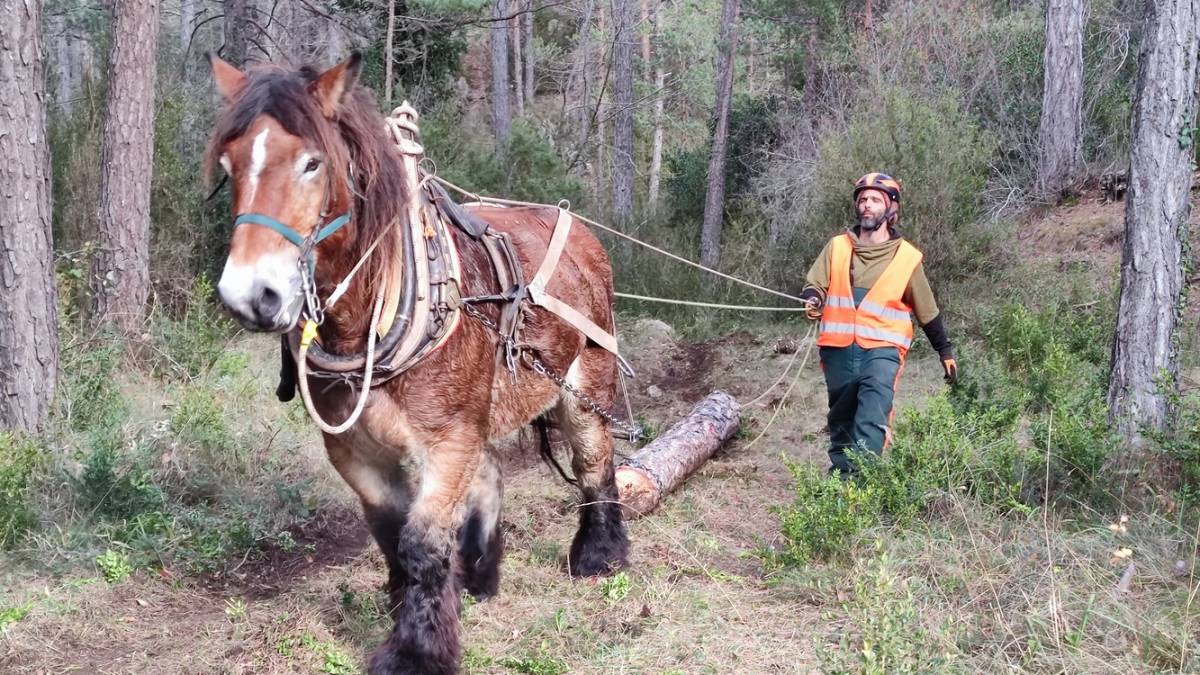 El Parc Natural dels Ports executa actuacions forestals per adaptar els boscos al canvi climàtic