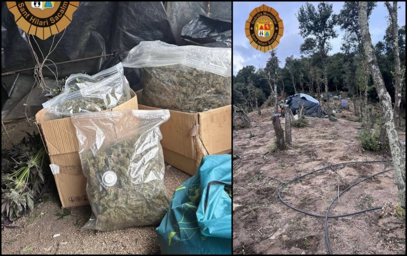Una plantació de marihuana i un detingut en un bosc de Sant Hilari
