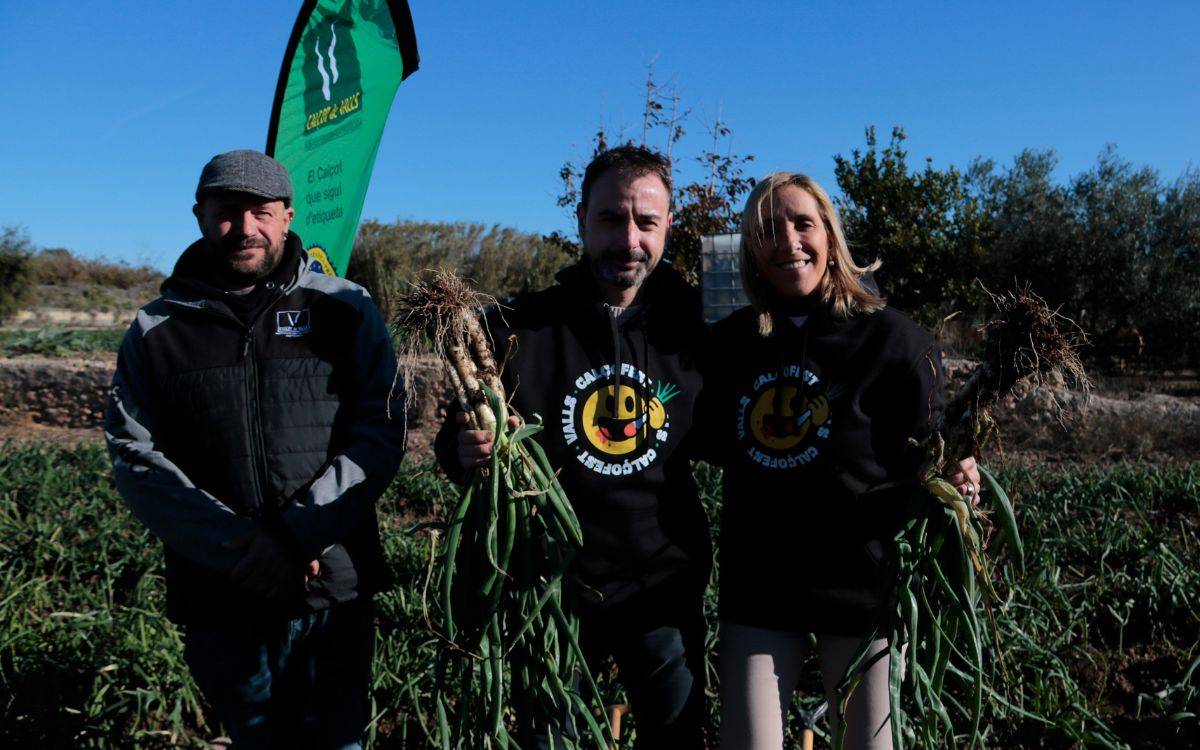 La IGP Calçot de Valls inicia la temporada amb la previsió de produir 20 milions de cebes dolces