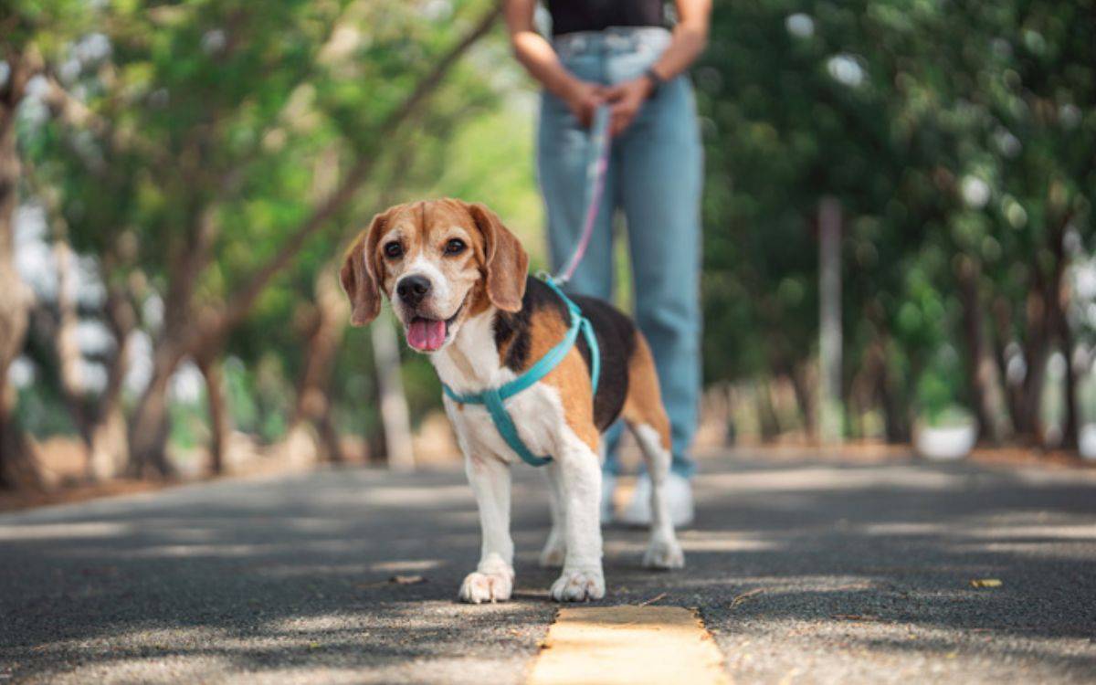 Podran o no els gossos orinar als arbres a Reus? Això és el que diu l’ordenança
