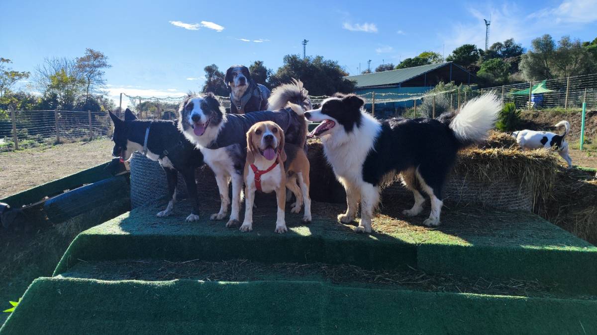 Gossos al recinte de Dog Day Camp