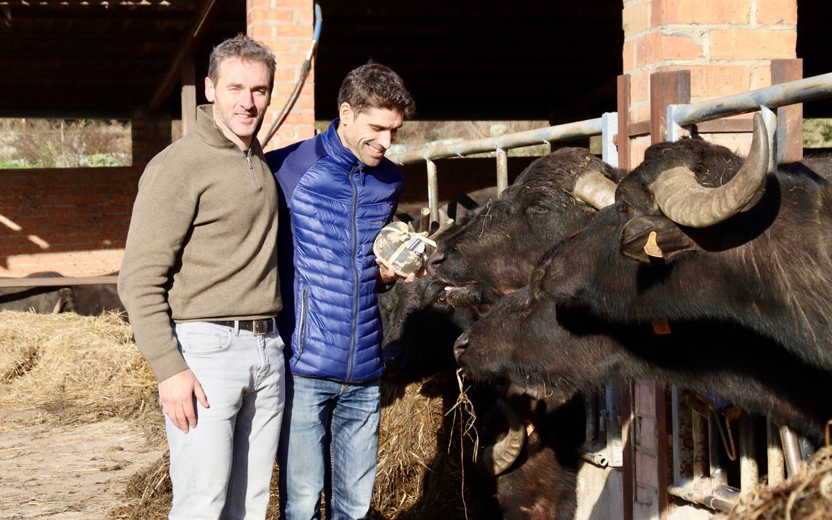 La llet de 200 búfales catalanes situa Montbrú als «Oscar» dels formatges