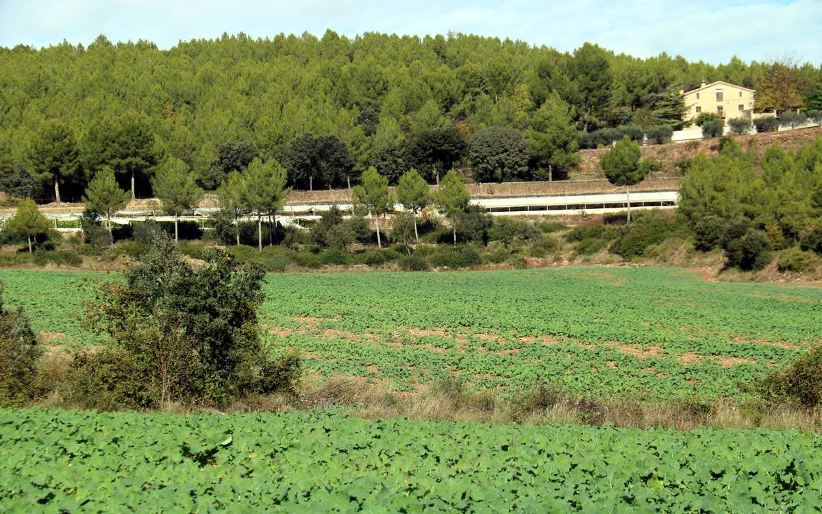 Sant Mateu de Bages projecta una planta de biogàs per reduir la pressió dels purins