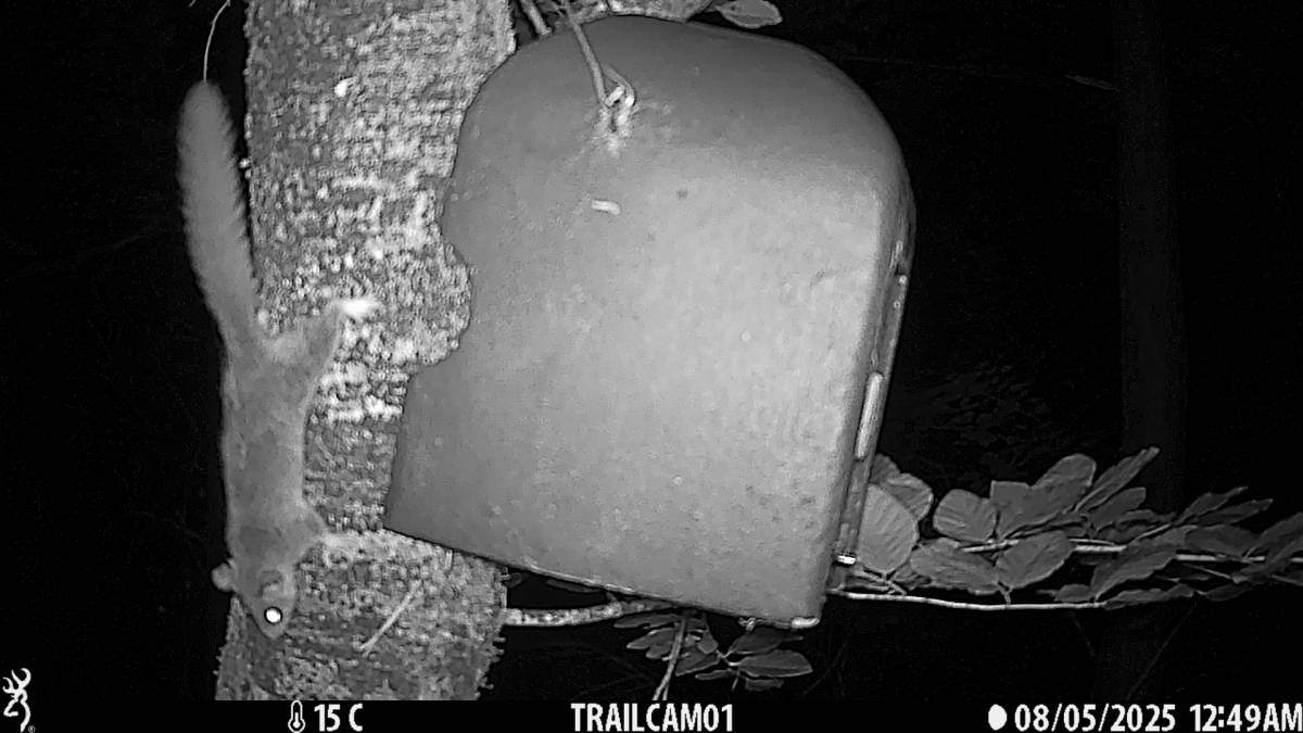 Troballa del liró gris (Glis glis) al Solsonès: apareixen cries després de dècades sense cites