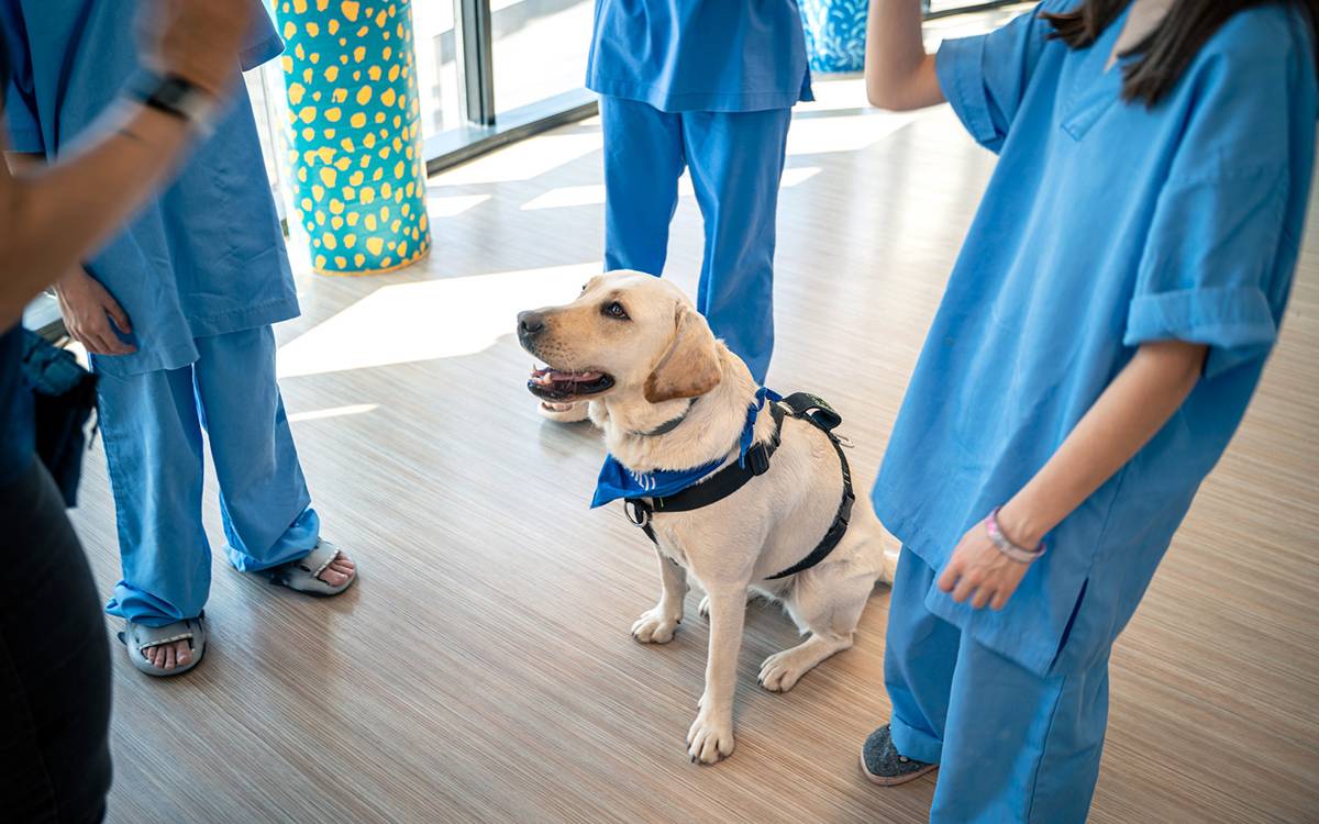 El programa Bones Potes incorpora gossos a la teràpia per millorar la salut mental infantil