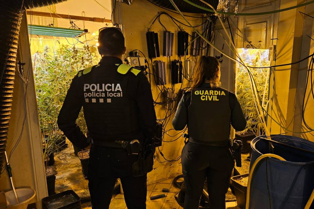 Desmantellen un cultiu de marihuana amb 408 plantes a Hostalric