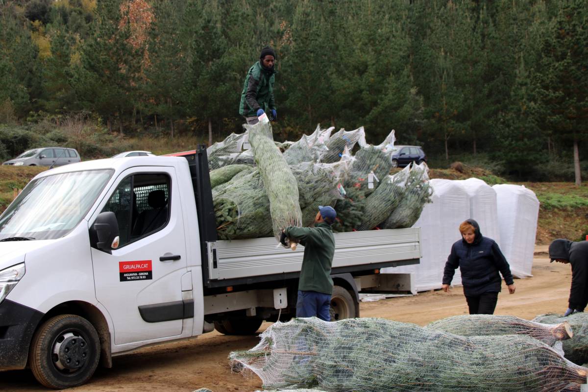Catalunya no tindrà prou arbres de Nadal aquest 2025