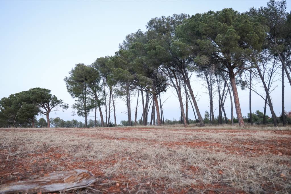 Sabadell tanca l’accés al medi natural per la Pesta Porcina Africana: què implica i què demana l’Ajuntament