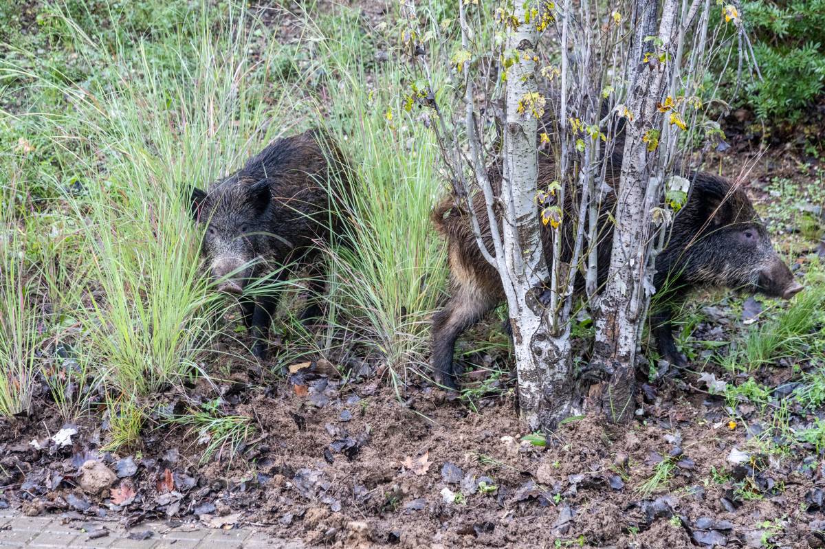 Sabadell tanca l’accés al medi natural per la pesta porcina africana: què implica i què demana l’Ajuntament