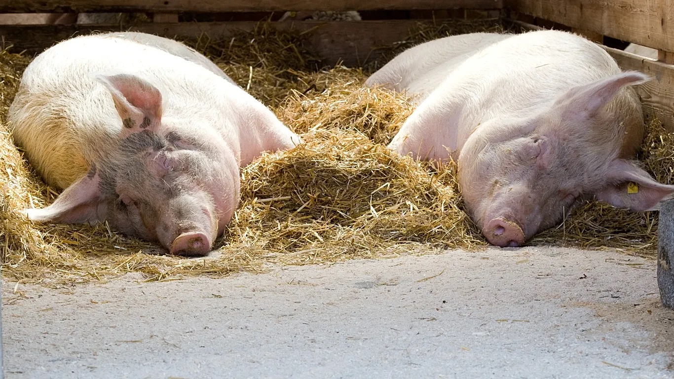 Agricultura activa mesures urgents de control i prevenció als municipis afectats davant la detecció de pesta porcina africana (PPA) - 