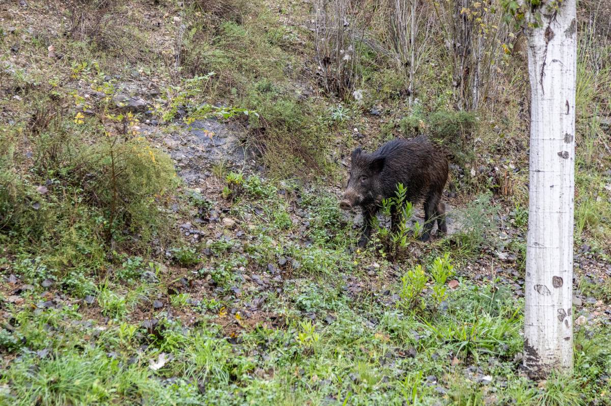 Nous senglars morts mantenen en alerta Cerdanyola pel brot de pesta porcina africana