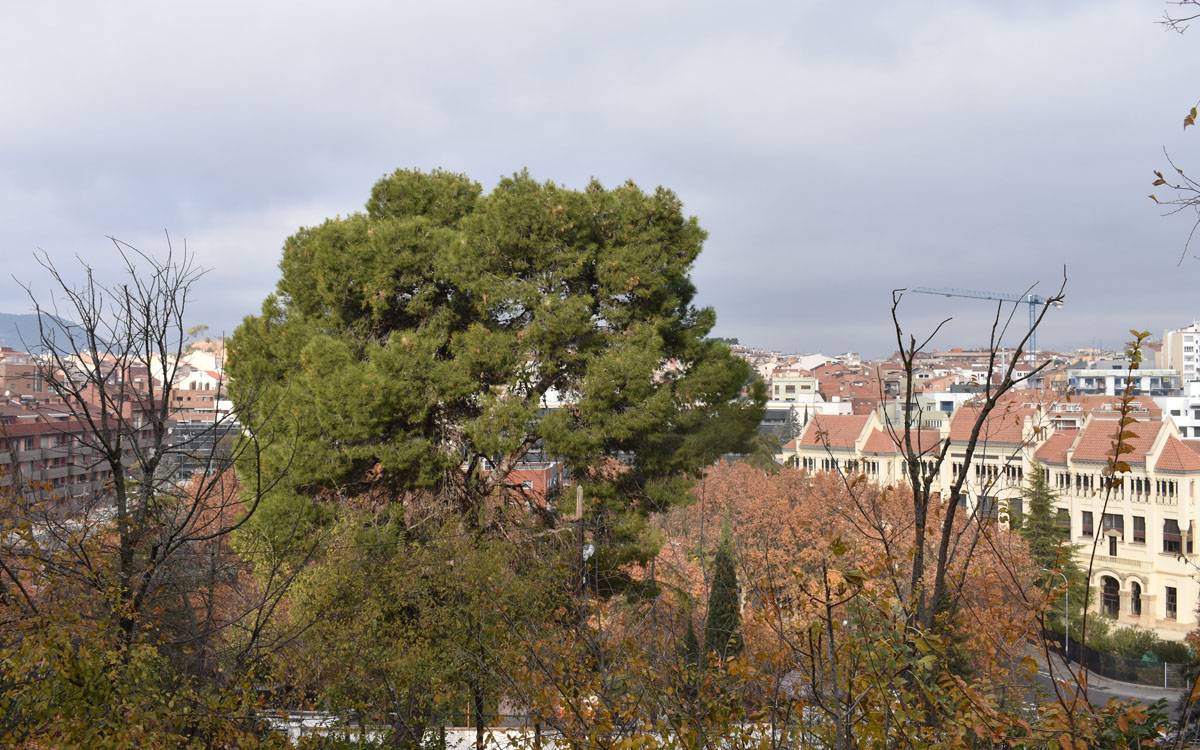 Manresa inicia tractaments nocturns contra la processionària en més de 650 pins i cedres