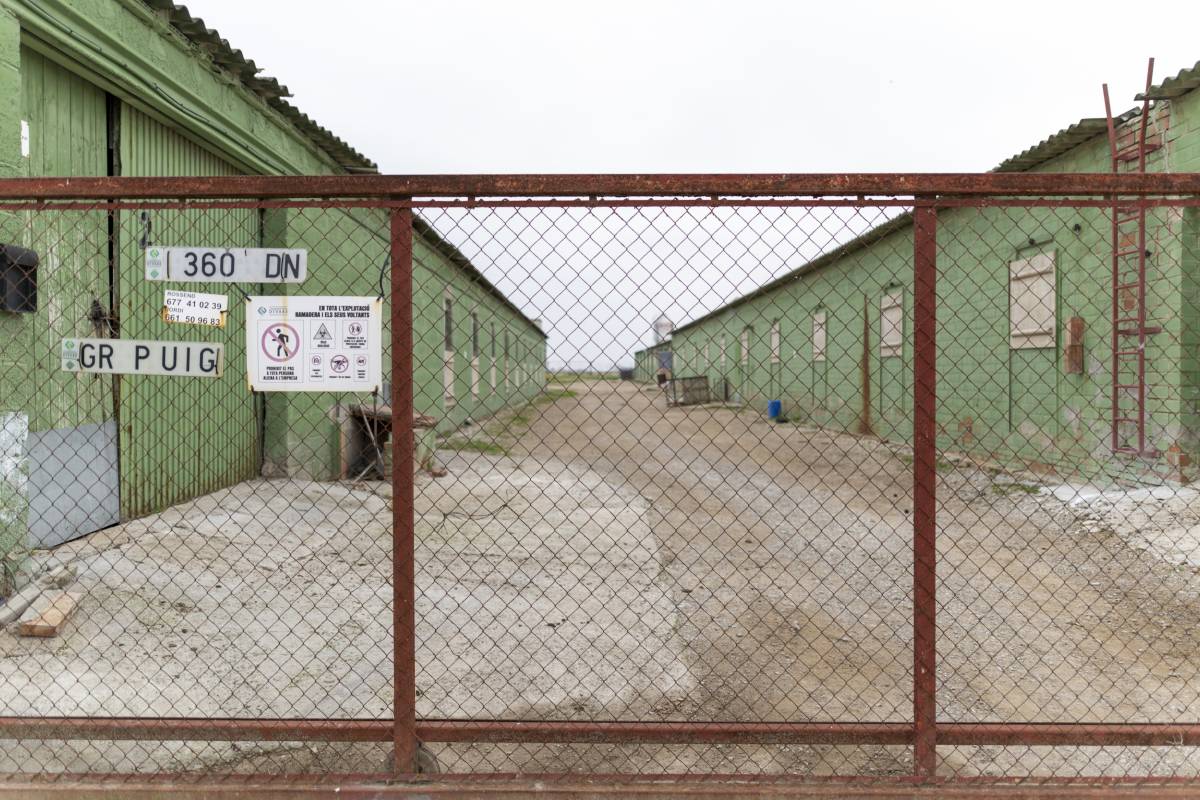 Els ramaders confien que les mesures de bioseguretat frenin l’avenç de la pesta porcina