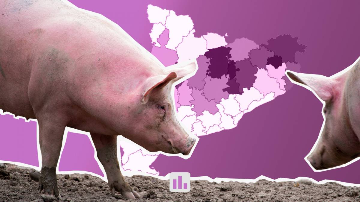 Per què la pesta porcina ens ha de preocupar? Cinc dades que ho expliquen