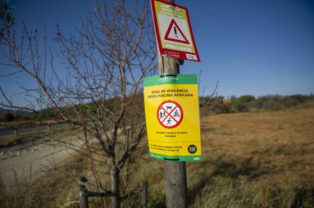 Terrassa, dins la zona 0 de la pesta porcina: tot el que cal saber