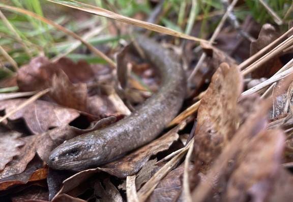Té 10 milions d'anys i es diu “Fontisaurus tarumbaire”