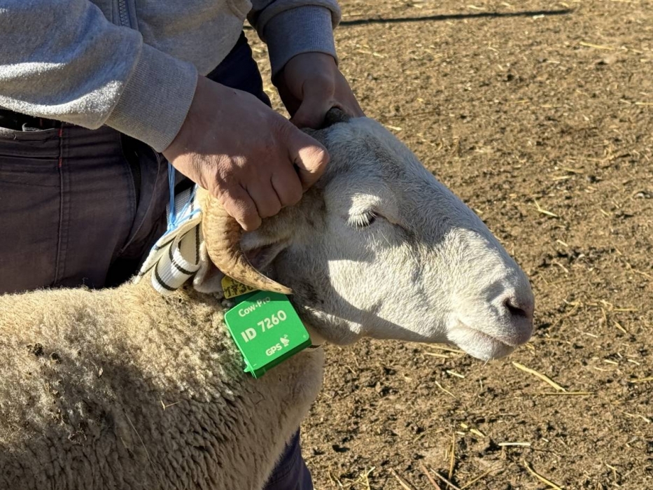 Ovelles connectades: Tremp aposta pel GPS per vigilar els ramats