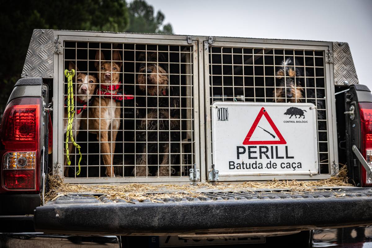 Els gossos de caça, dins del cotxe abans de l`inici d`una batuda de senglars al Bages - Jordi Borràs / ACN Els gossos de caça, dins del cotxe abans de l`inici d`una batuda de senglars al Bages