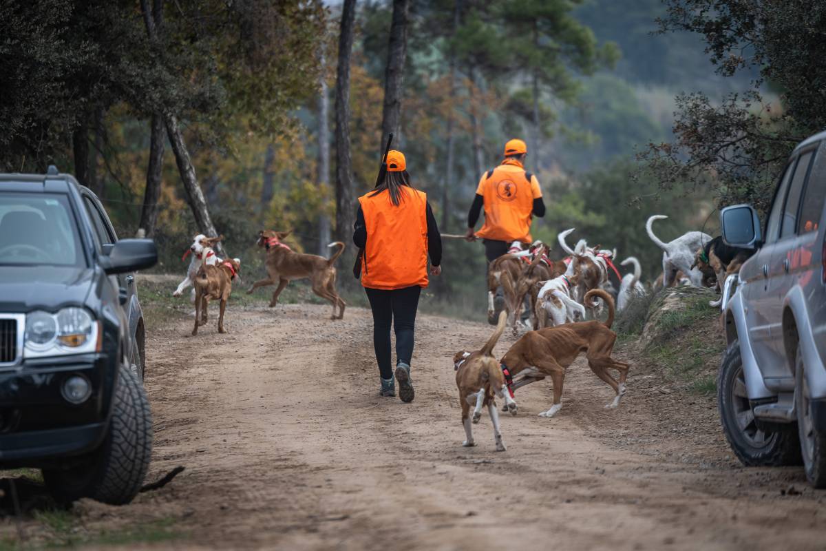 Caçadors i gossos de caça en un camí rural abans de la batuda al Bages - Jordi Borràs / ACN Caçadors i gossos de caça en un camí rural abans de la batuda al Bages