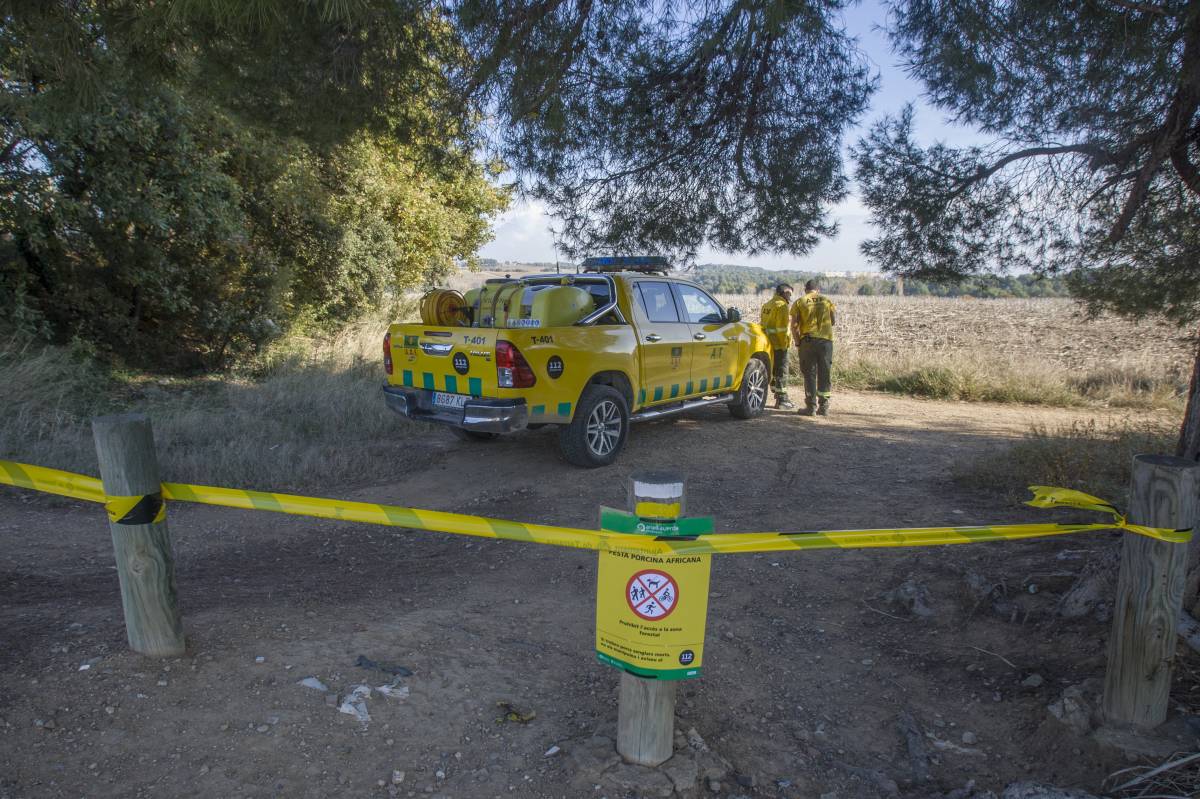 FOTOS | Operatiu de vigilància a Terrassa per la crisi per la pesta porcina africana