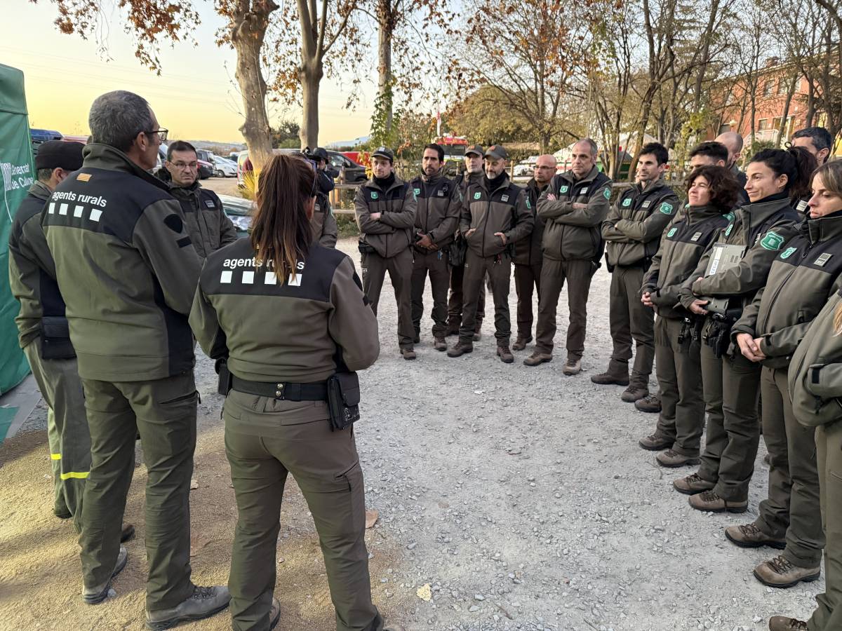 Els Agents Rurals amplien la cerca de senglars morts a l'àrea de 20 quilòmetres del focus de pesta porcina
