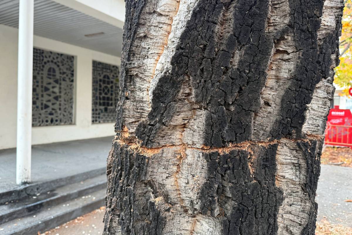 L'escorça surera amb els talls de la serra. - ACN