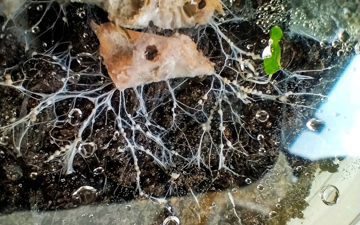 Eurecat Manresa impulsa una nova tecnologia de bioremediació per reduir fins a un 85% la contaminació del sòl