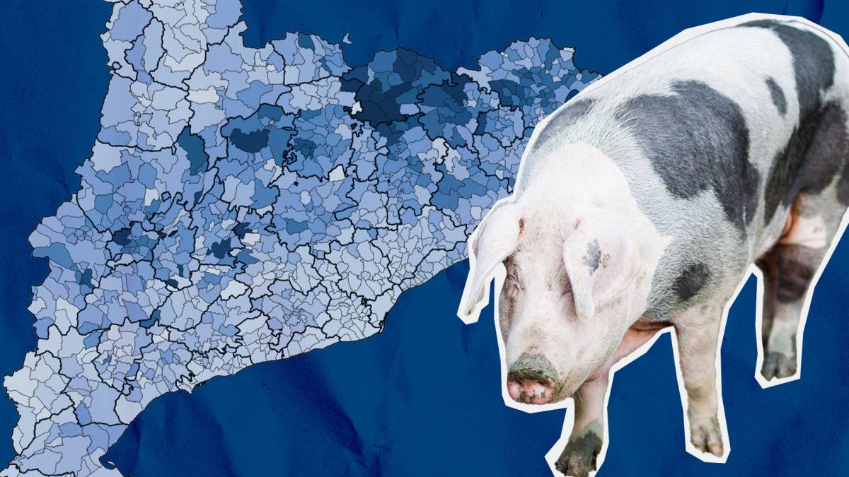 La pesta porcina, l'última palanca a l'abast de l'extrema dreta