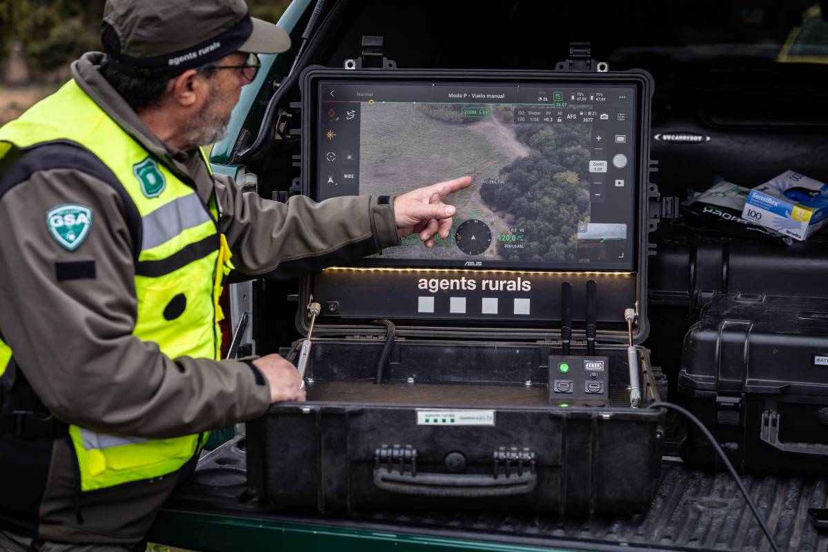 A peu i amb drons contra la pesta porcina