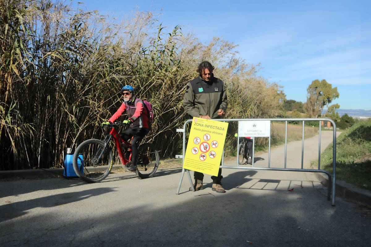 Prohibida l'entrada a tots els parcs naturals i boscos en 91 municipis per contentir el brot de pesta porcina