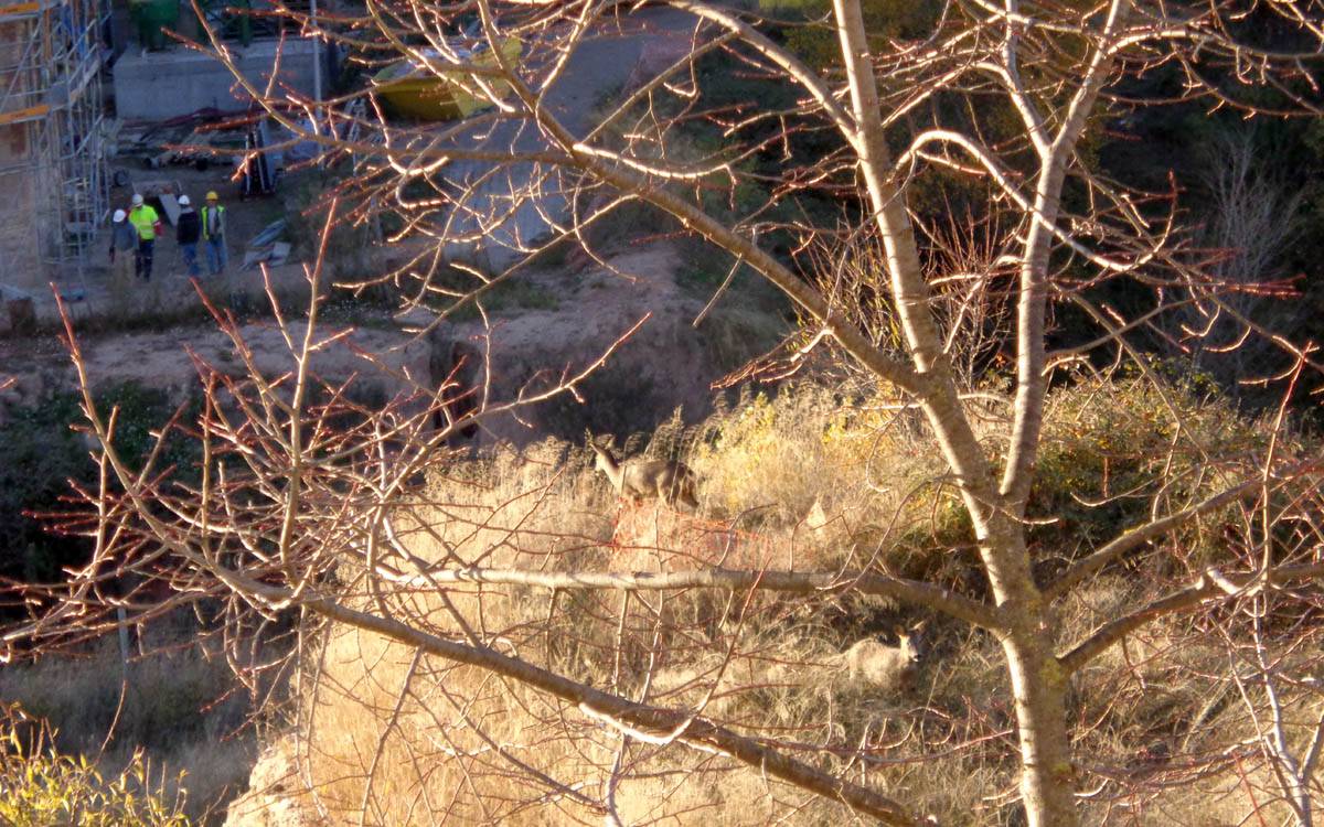 Els dos cabirols de la Fàbrica Nova conviuen amb les obres