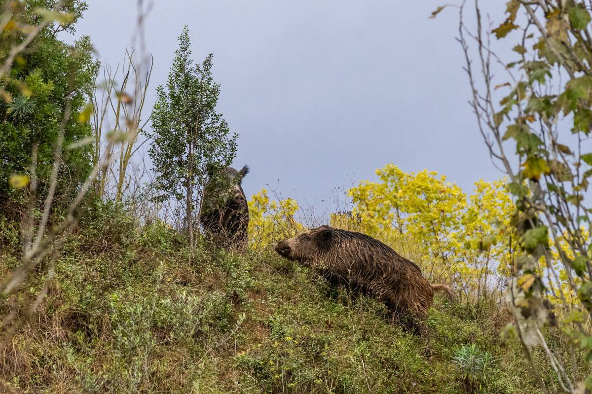 Ordeig diu que no hi ha nous positius fora del radi inicial i que es mantenen els 13 confirmats del centenar analitzat